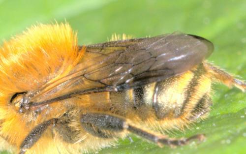 Osmia brevicornis
